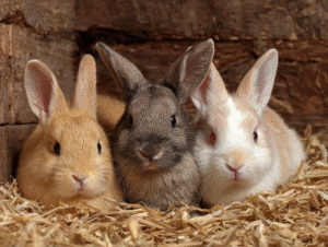 baby rabbits
